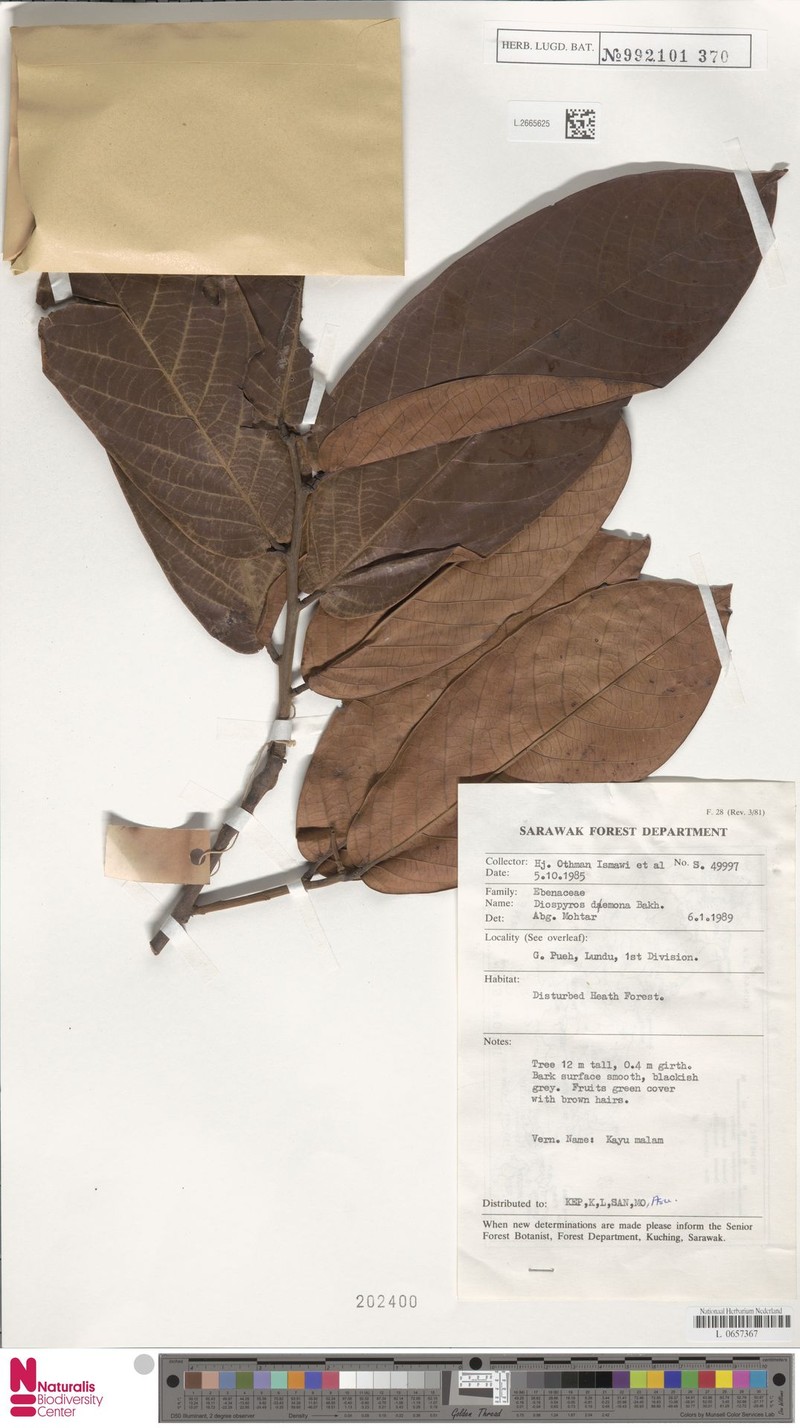 Diospyros daemona photo 2