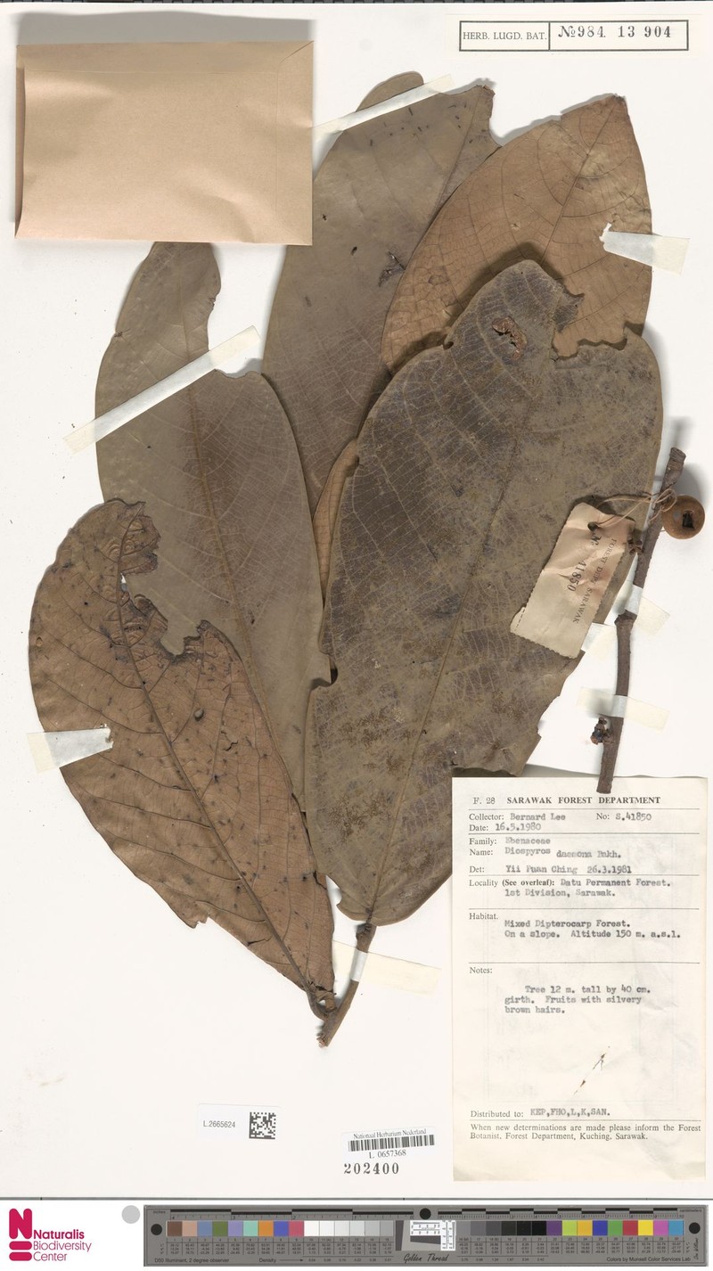 Diospyros daemona photo 3