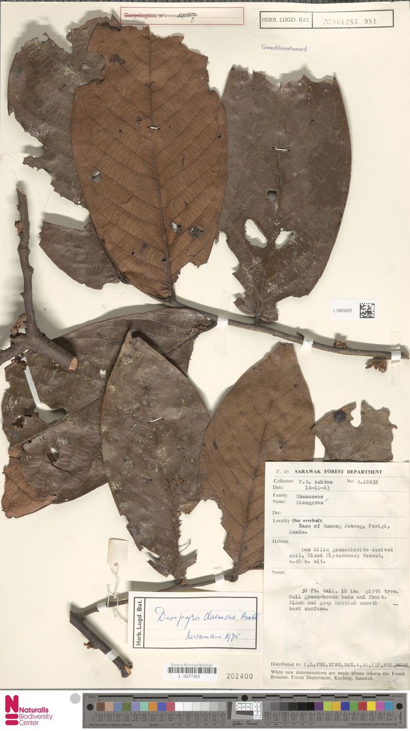 Diospyros daemona photo 4