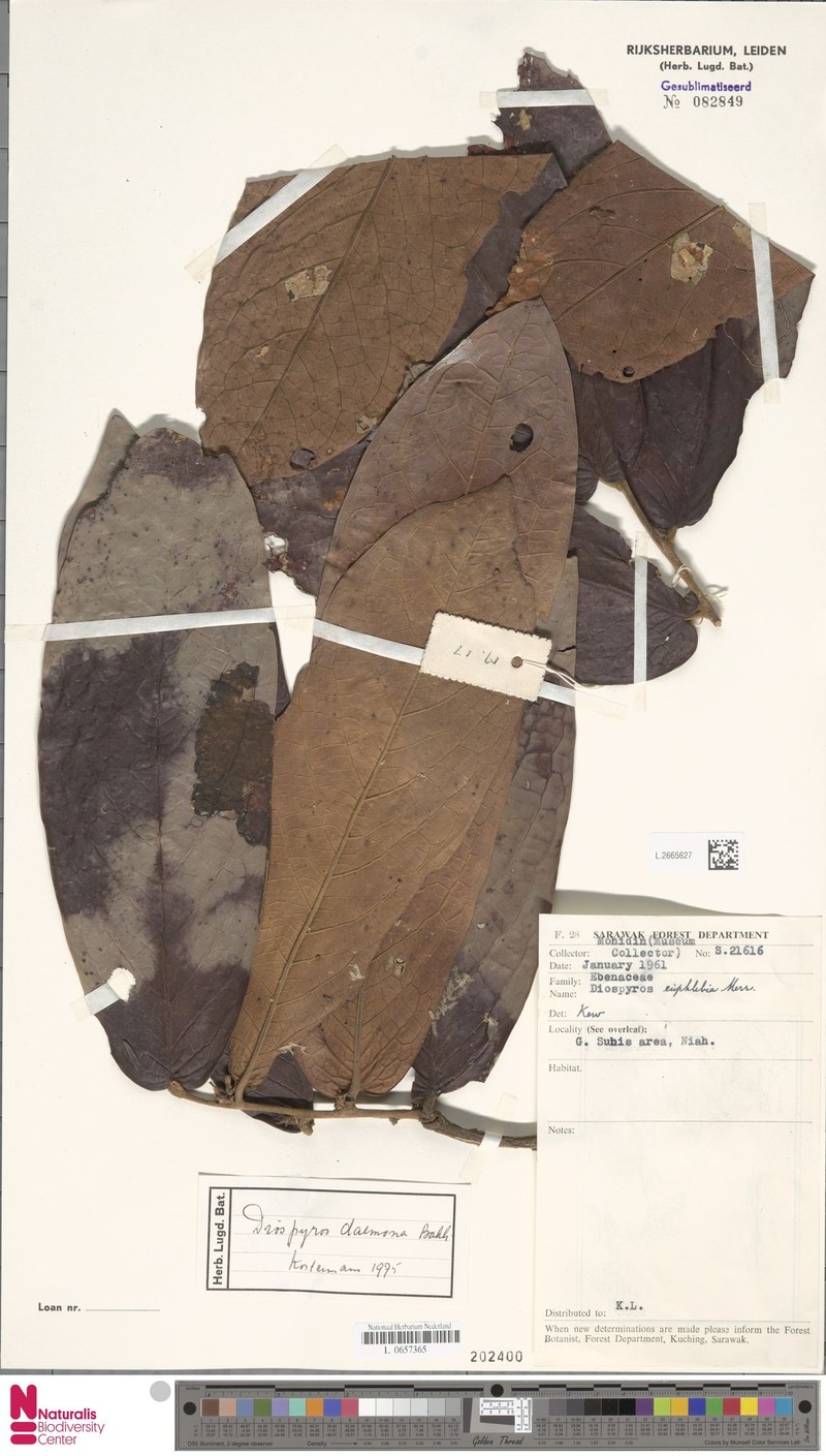 Diospyros daemona photo 5
