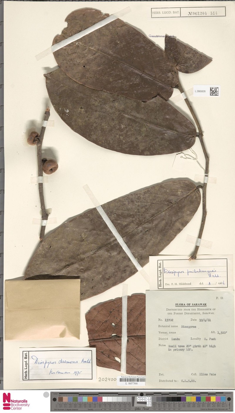 Diospyros daemona photo 7