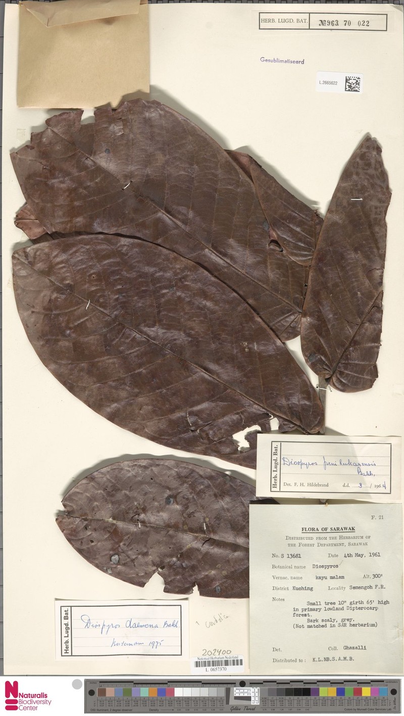 Diospyros daemona photo 8