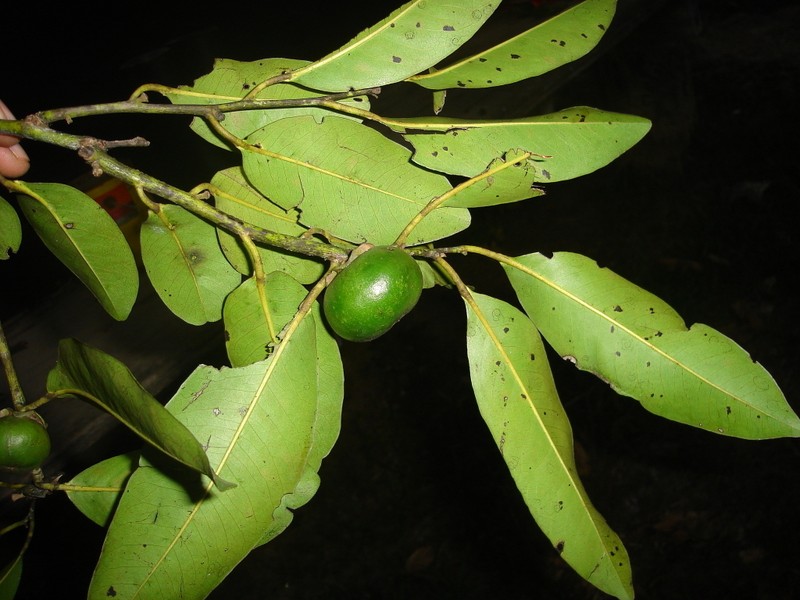 Diospyros dalyom