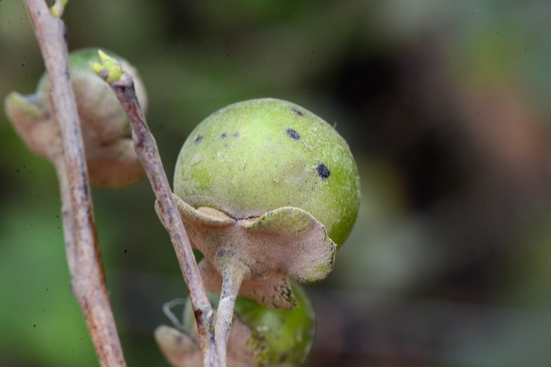 Diospyros dalyom photo 2