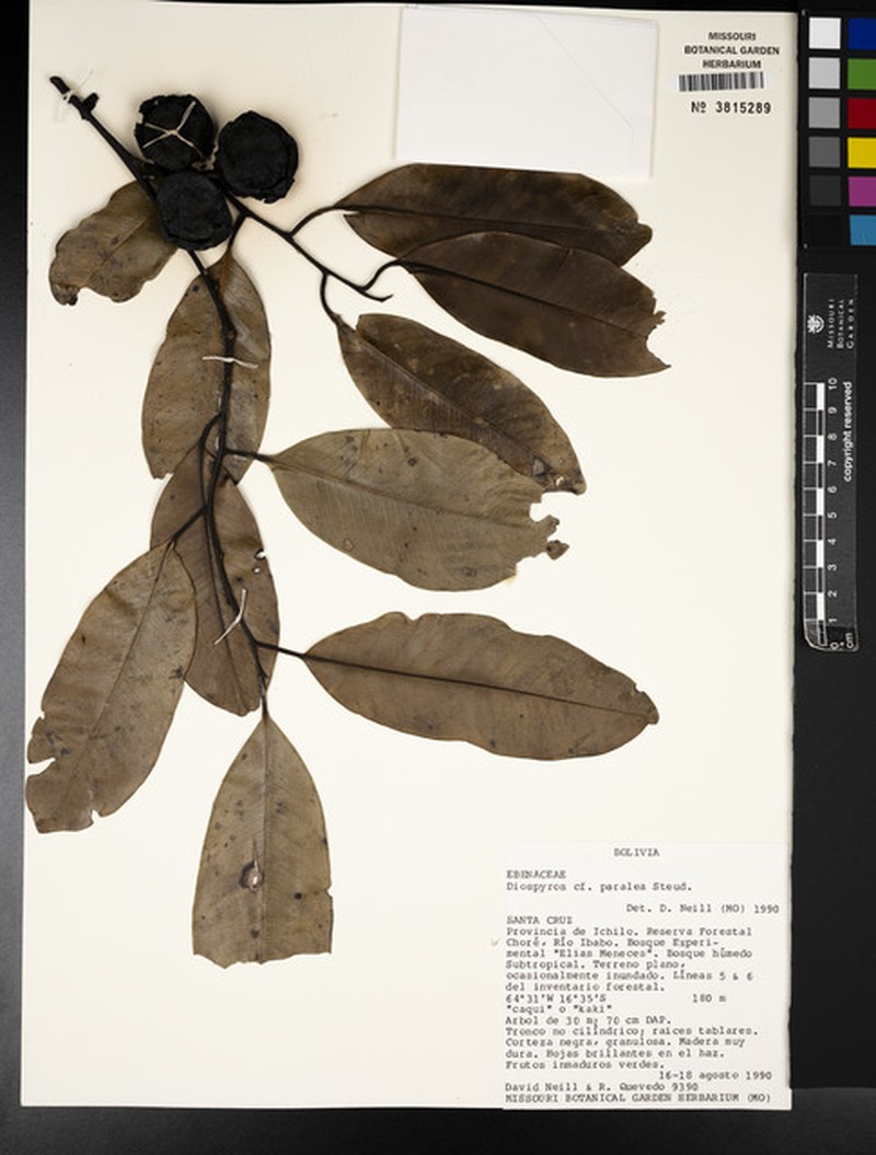 Diospyros dalyom photo 3