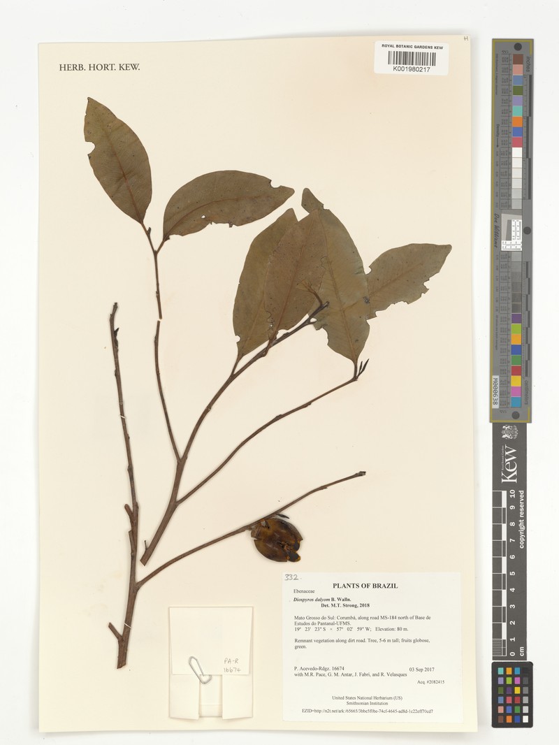 Diospyros dalyom photo 4
