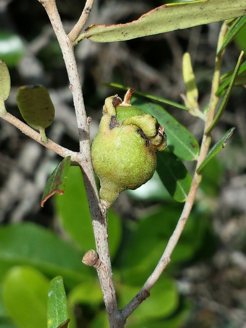Diospyros danguyana