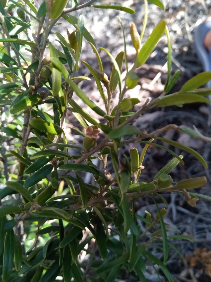 Diospyros danguyana photo 2