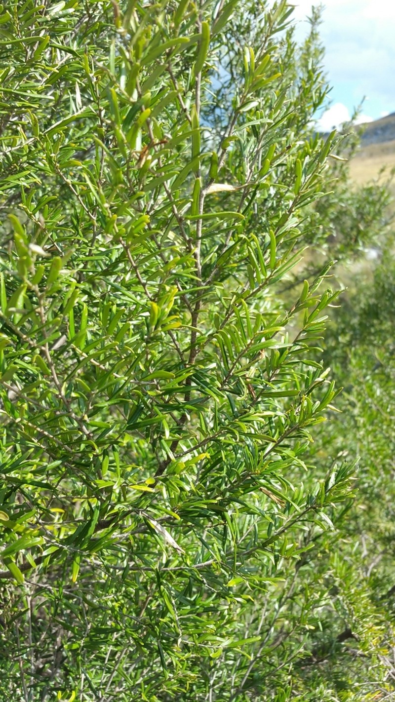 Diospyros danguyana photo 4