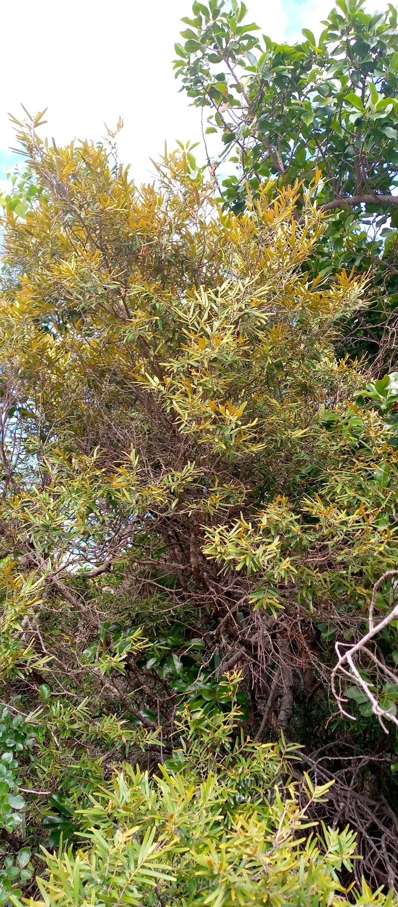 Diospyros danguyana photo 5