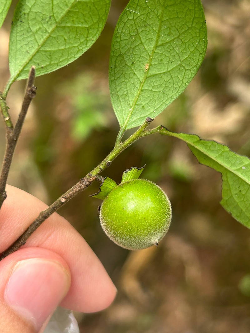 Diospyros danxiaensis