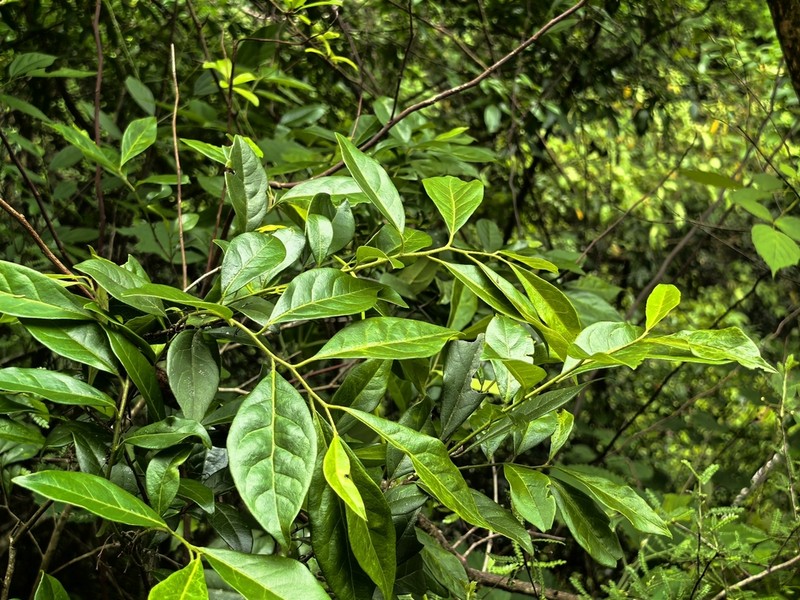 Diospyros danxiaensis photo 2