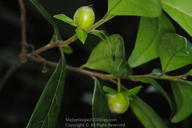 Diospyros danxiaensis photo 3