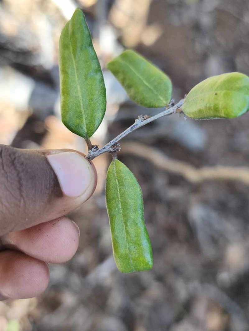 Diospyros darainensis