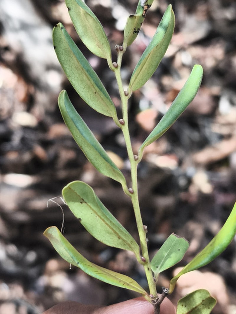 Diospyros darainensis photo 2