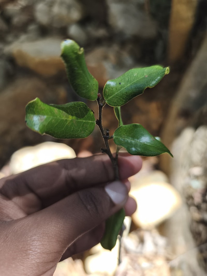 Diospyros darainensis photo 3