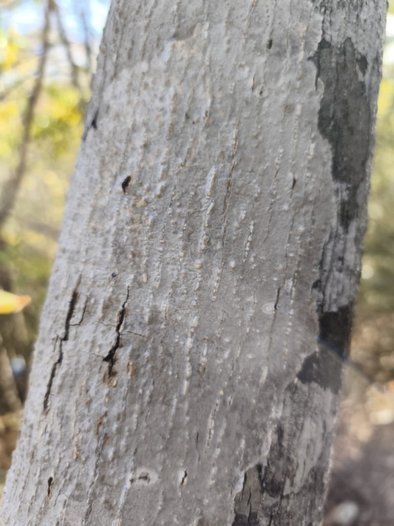 Diospyros darainensis photo 4