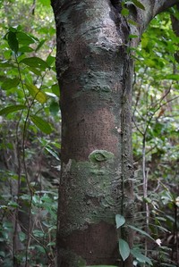 Diospyros dasyphylla