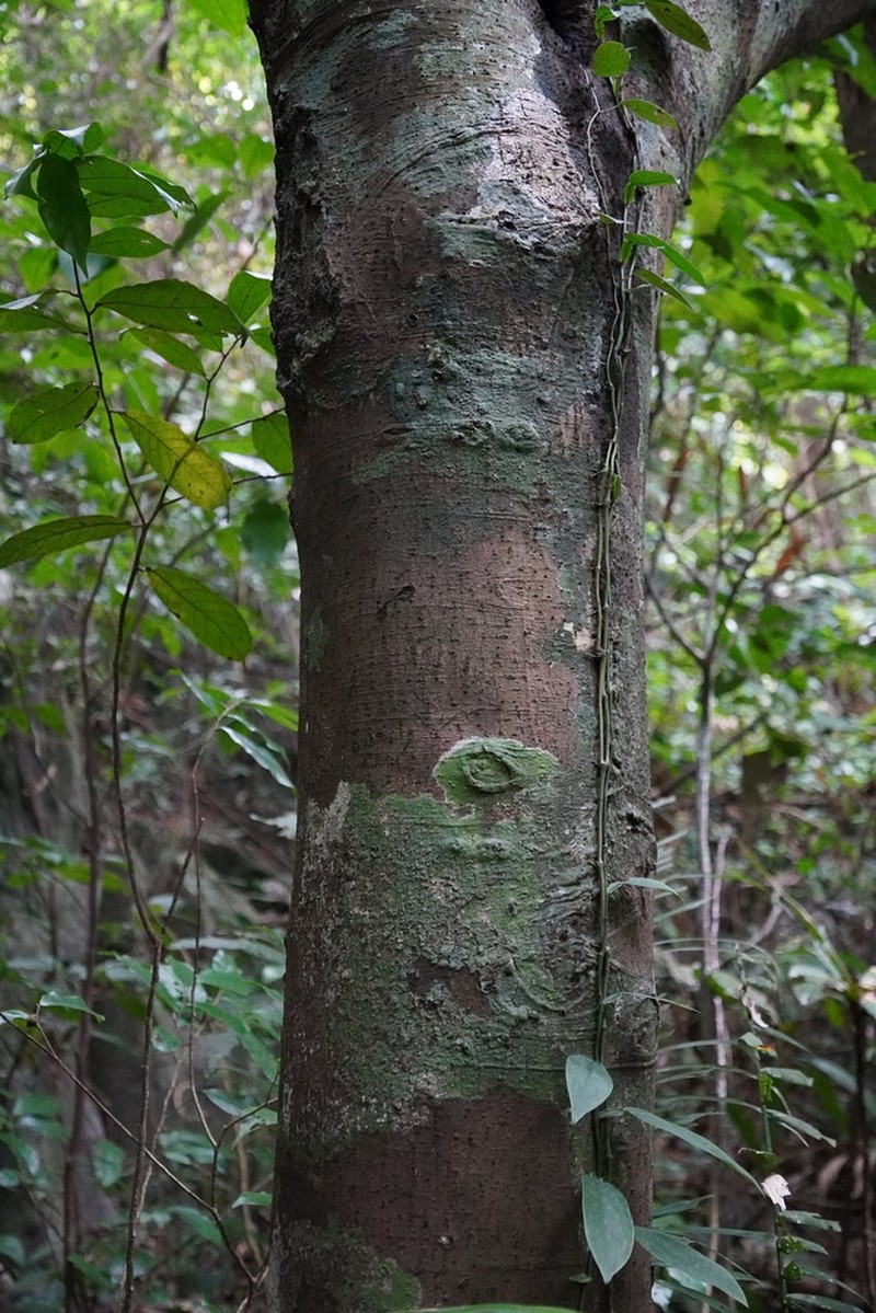 Diospyros dasyphylla