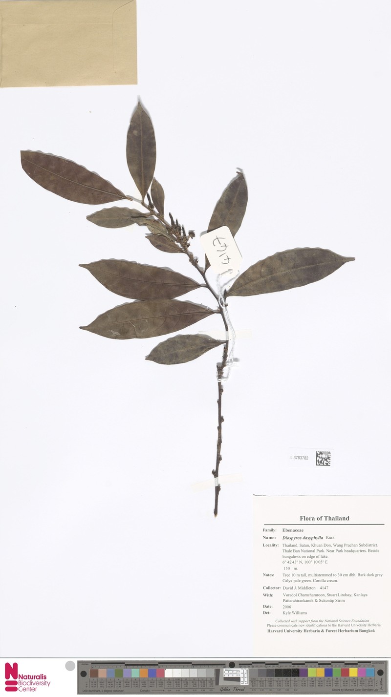Diospyros dasyphylla photo 3