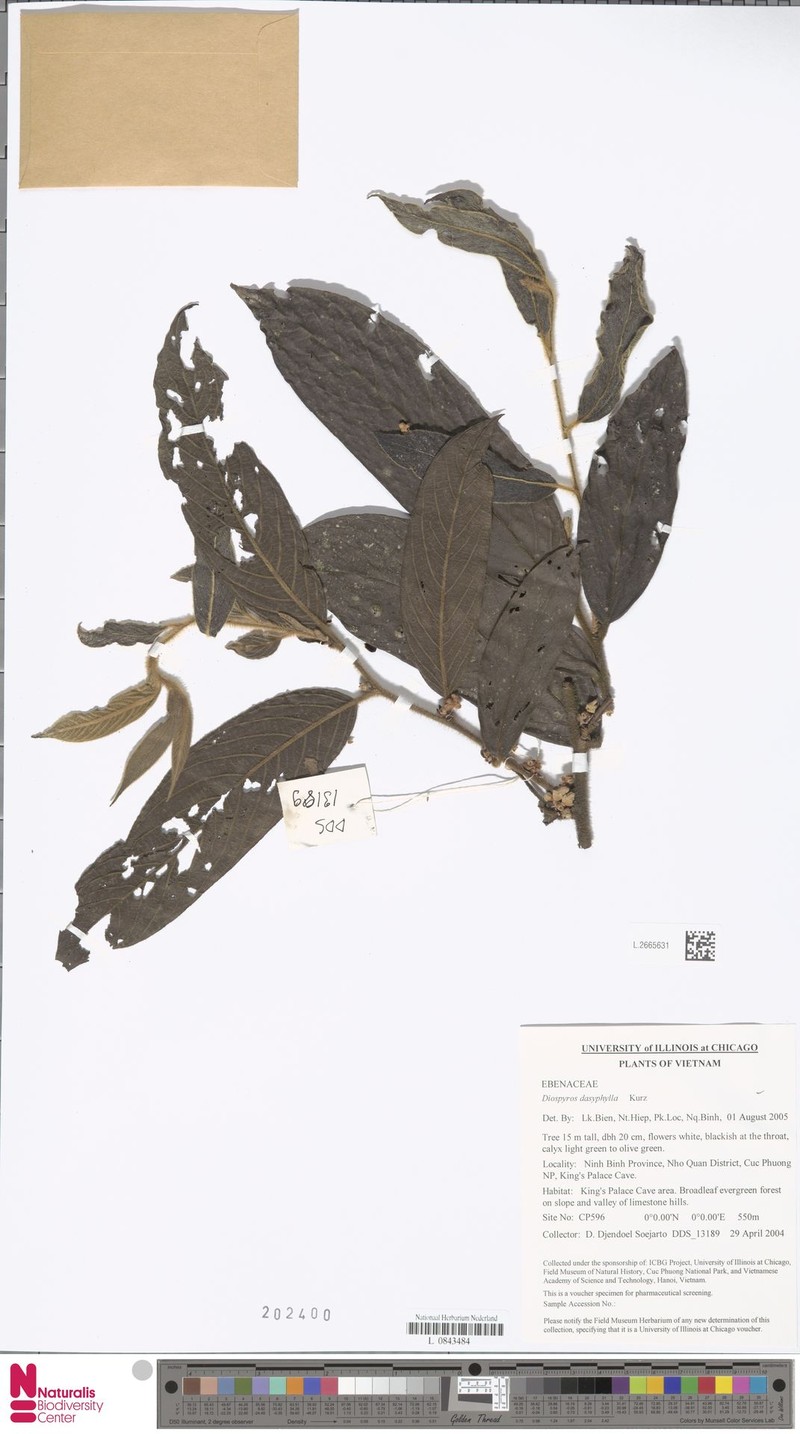 Diospyros dasyphylla photo 4