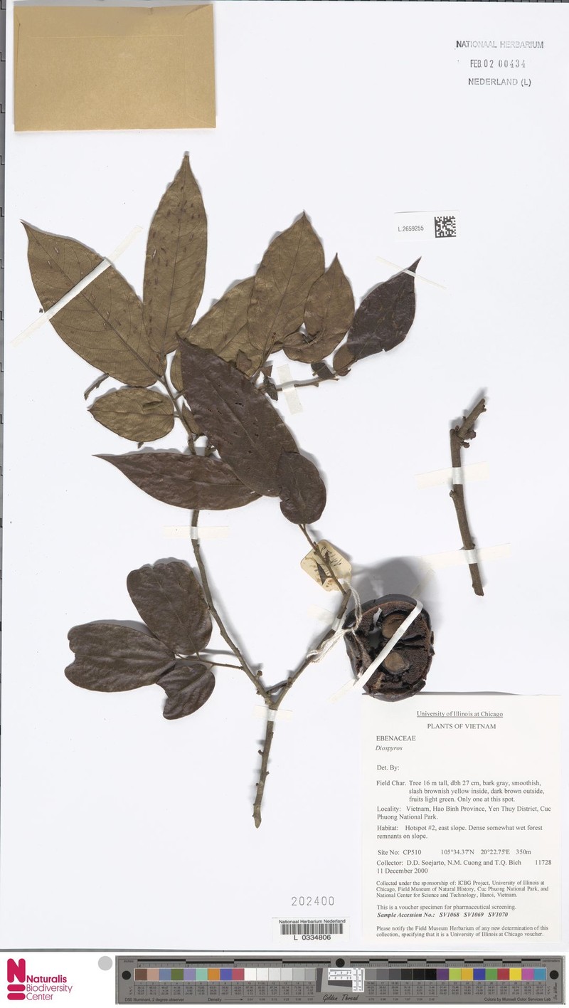 Diospyros dasyphylla photo 5