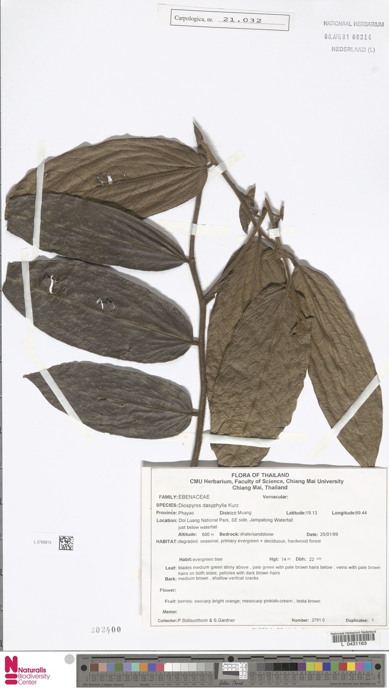 Diospyros dasyphylla photo 6