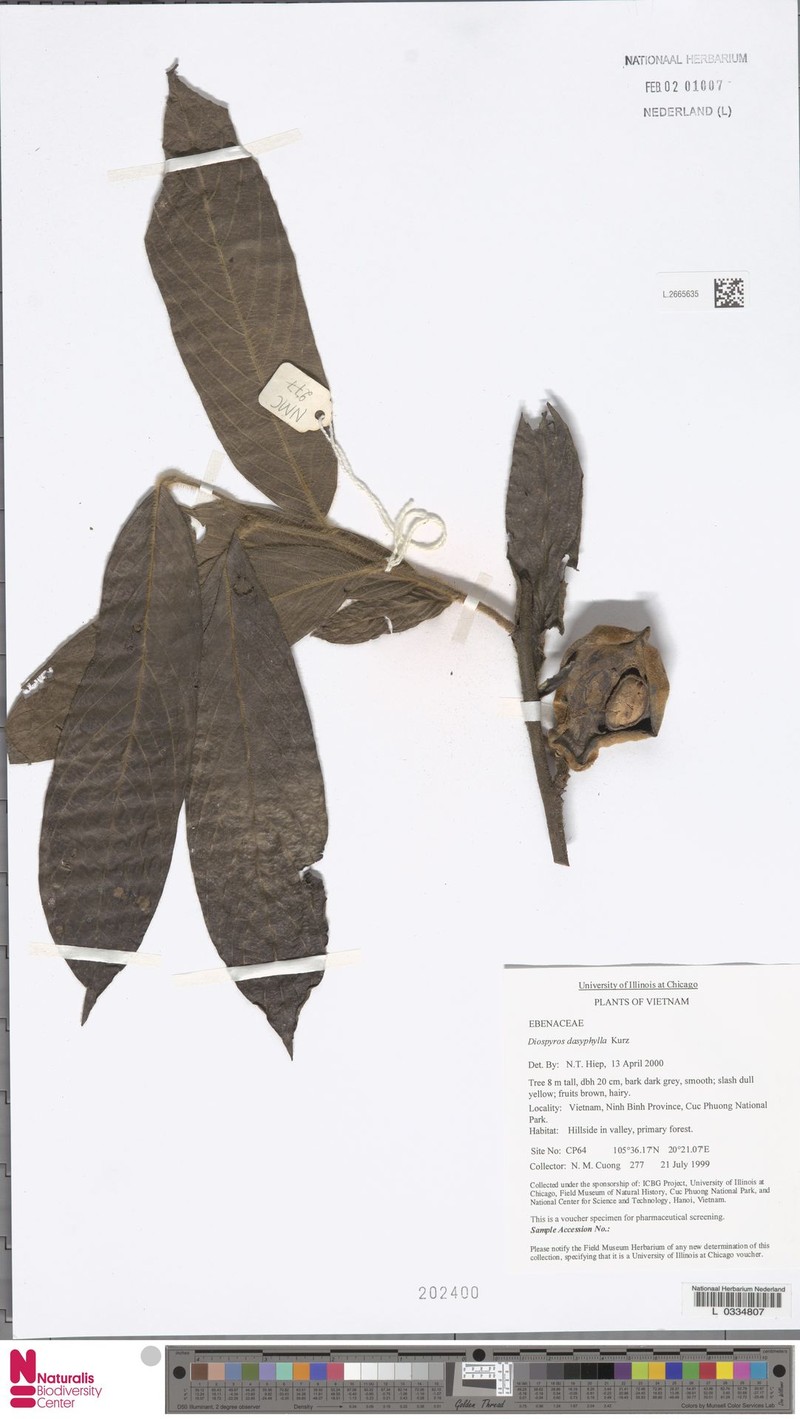Diospyros dasyphylla photo 7