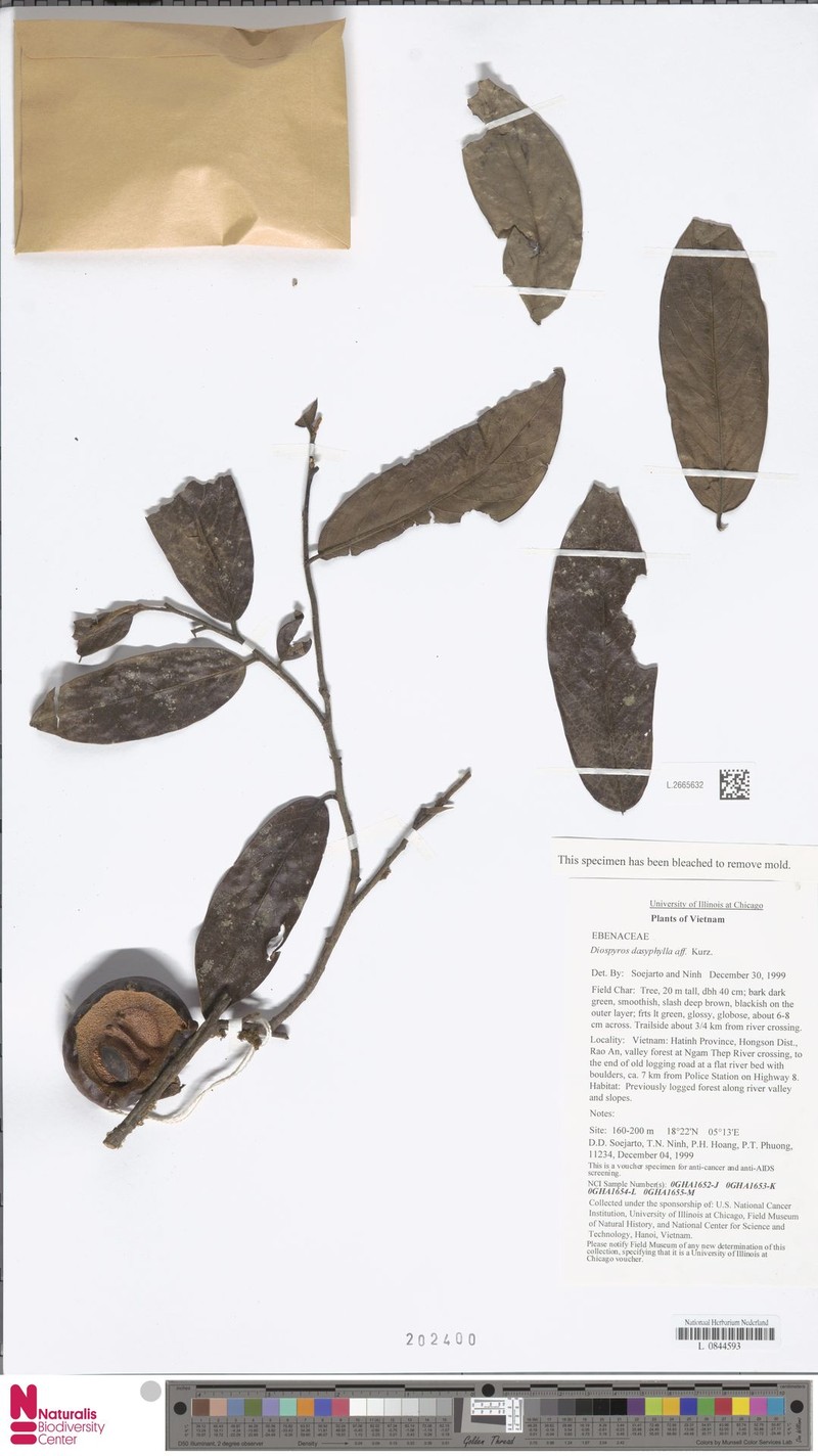 Diospyros dasyphylla photo 8