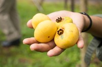 Diospyros decandra