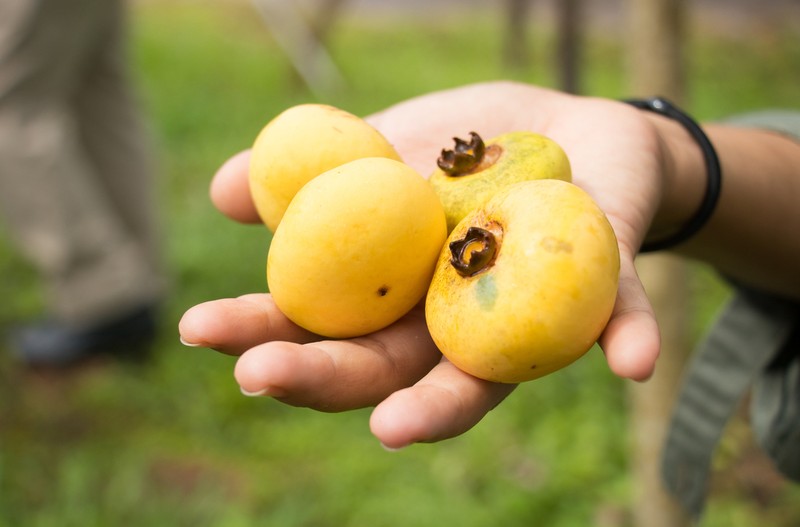 Diospyros decandra