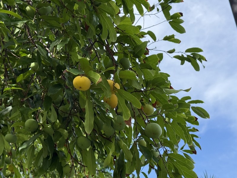 Diospyros decandra photo 2