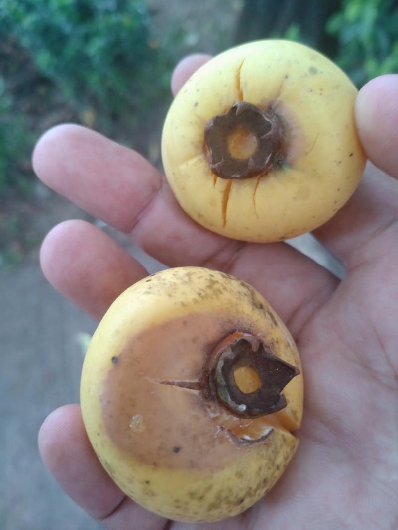 Diospyros decandra photo 3