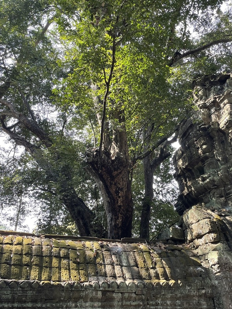 Diospyros decandra photo 4