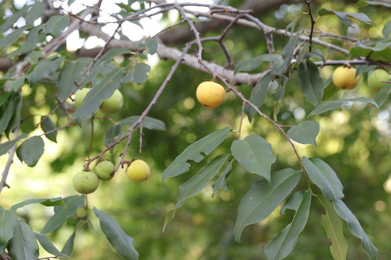 Diospyros decandra photo 5