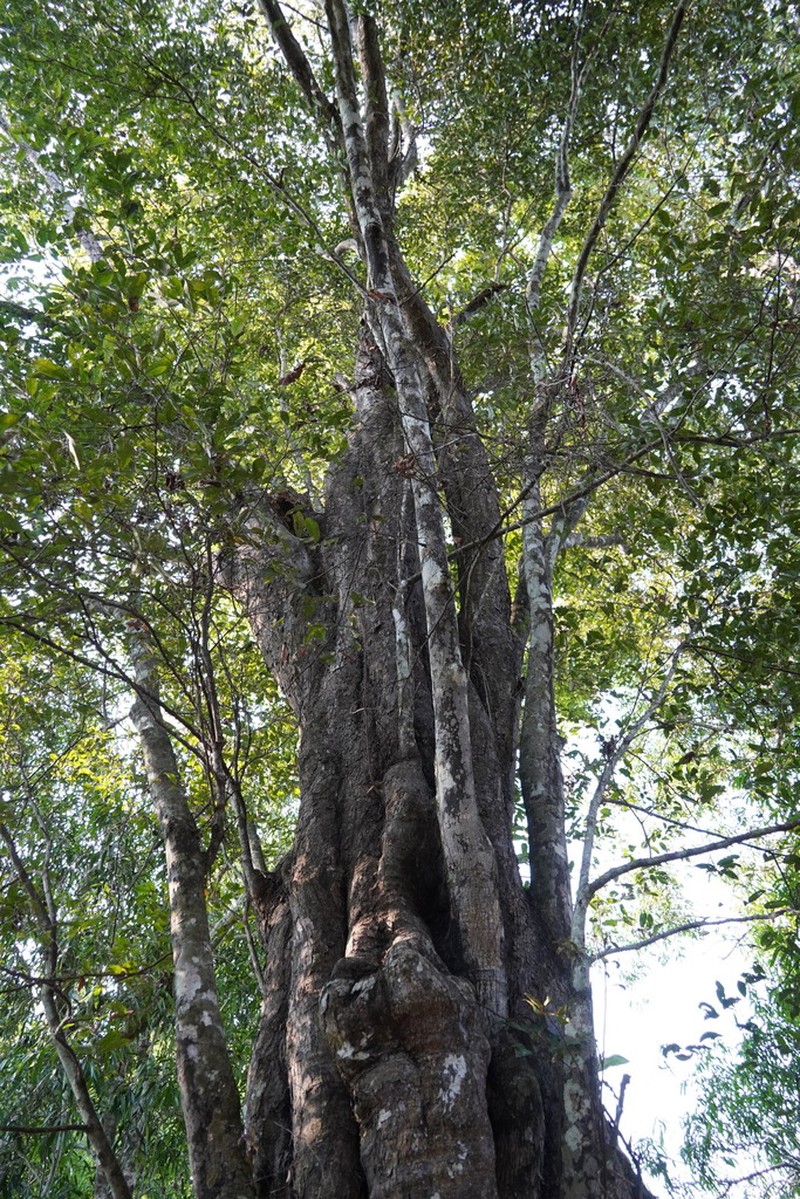 Diospyros decandra photo 6