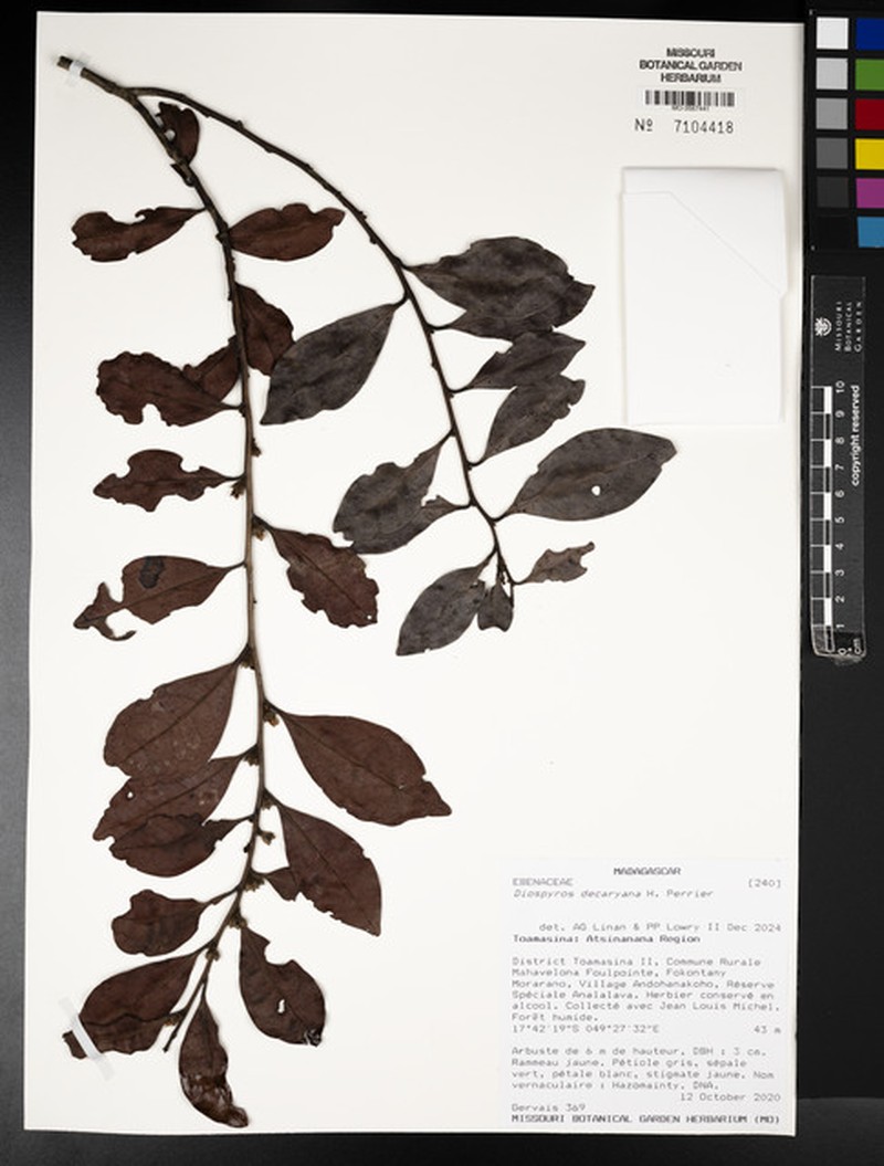 Diospyros decaryana