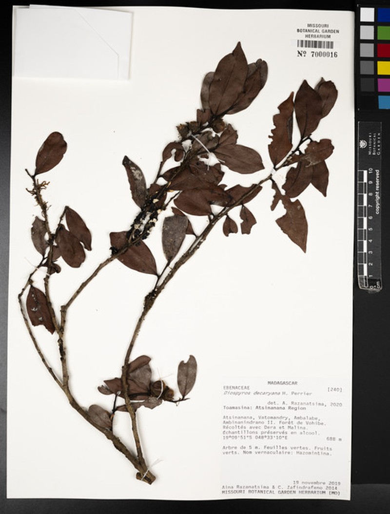 Diospyros decaryana photo 2