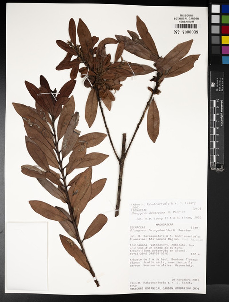 Diospyros decaryana photo 3