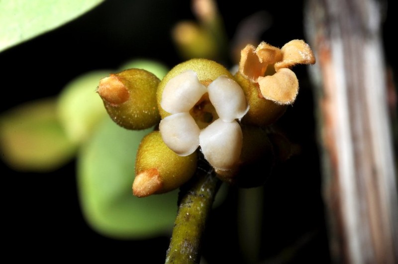 Diospyros decaryana photo 4