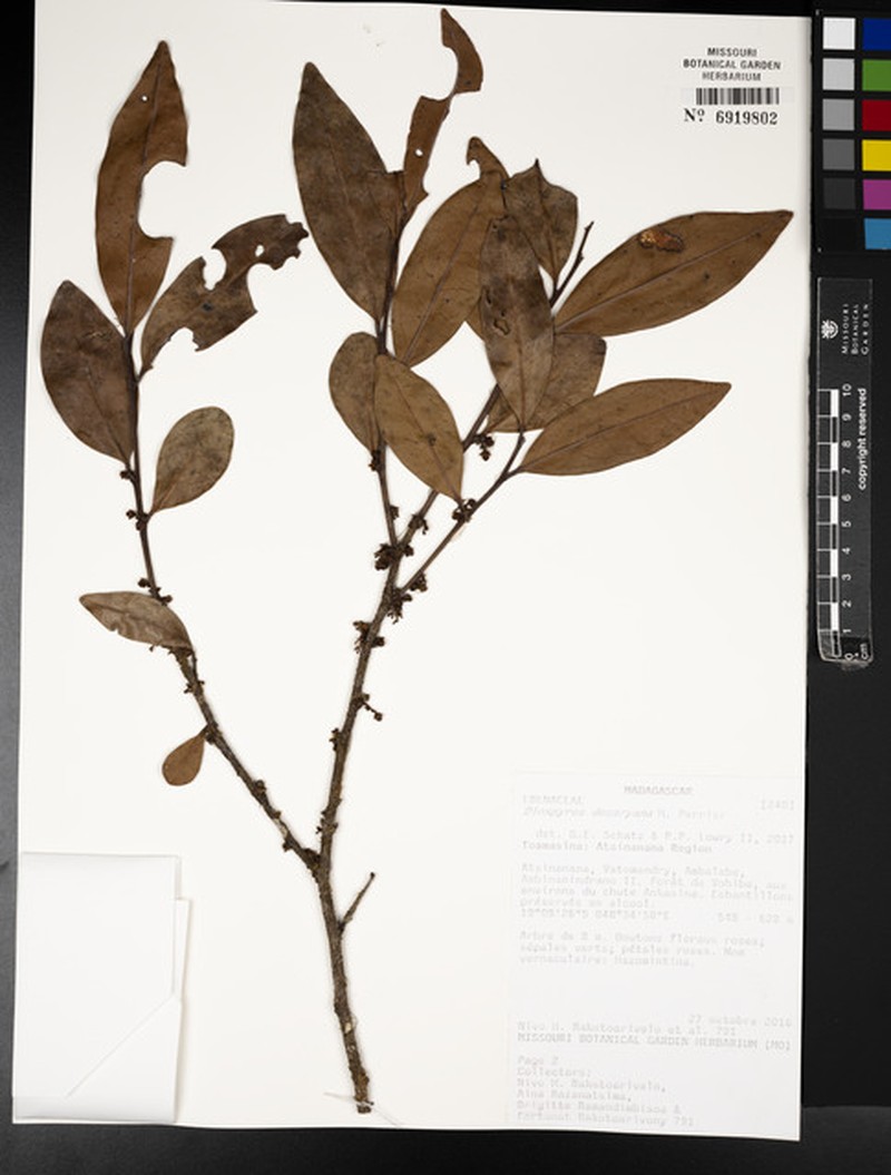 Diospyros decaryana photo 5