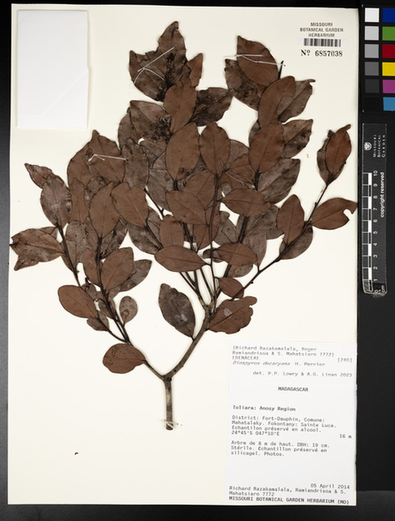 Diospyros decaryana photo 6