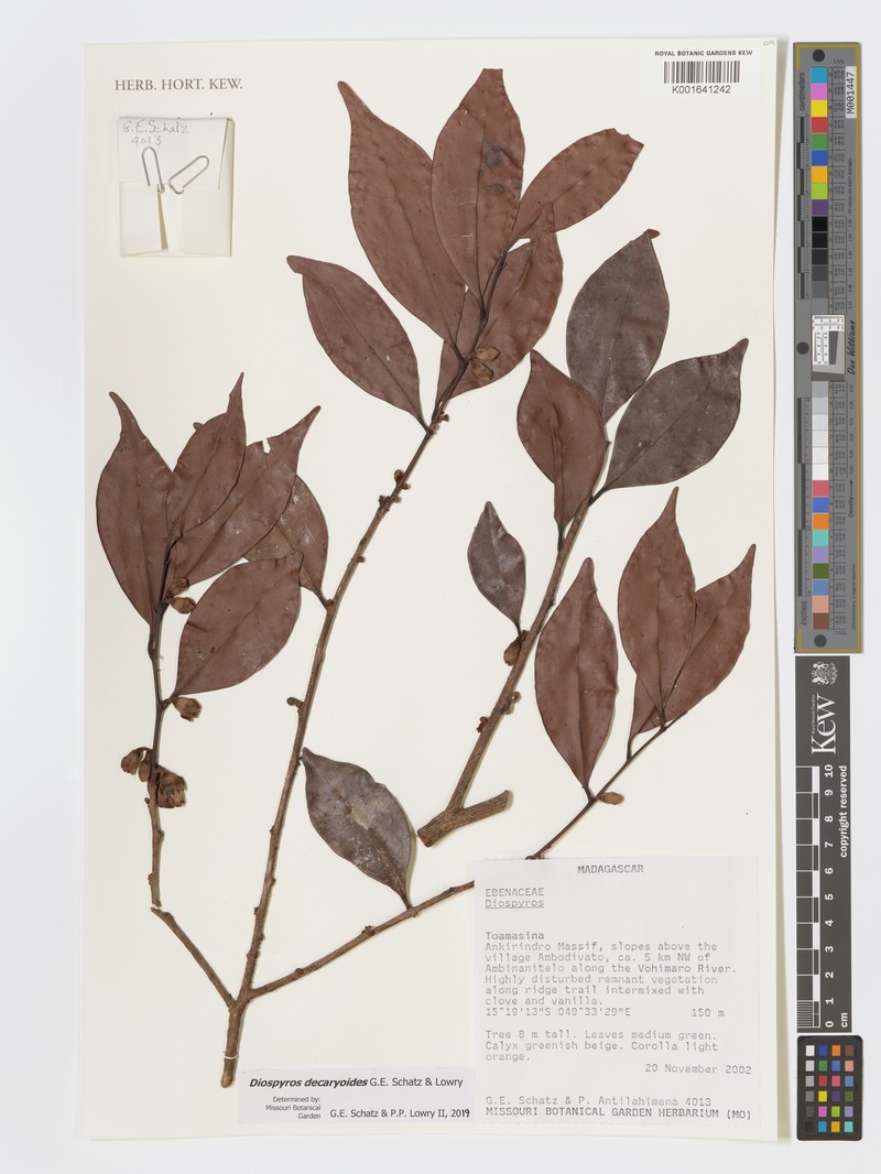 Diospyros decaryoides