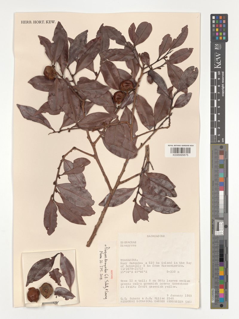 Diospyros decaryoides photo 2