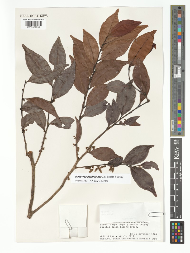 Diospyros decaryoides photo 3