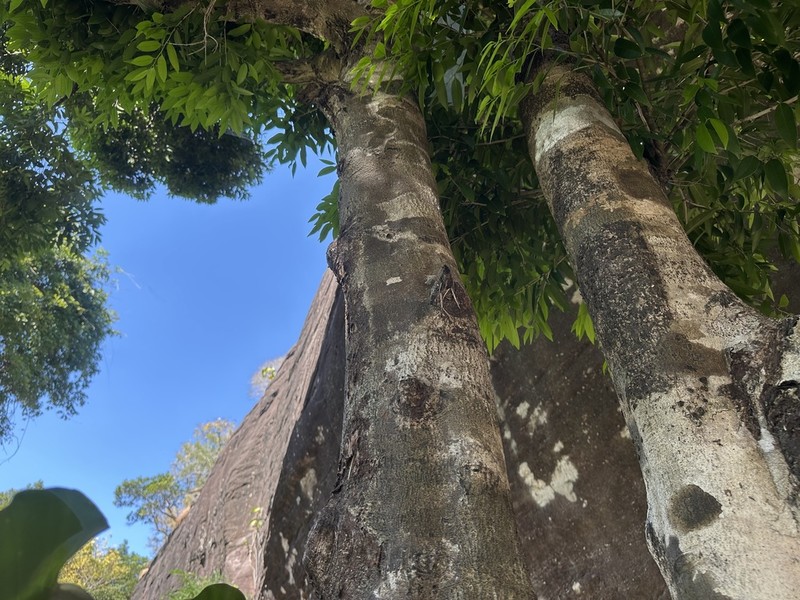 Diospyros defectrix