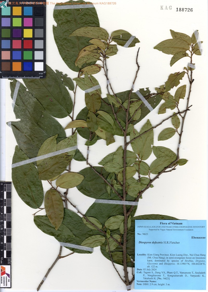 Diospyros defectrix photo 2