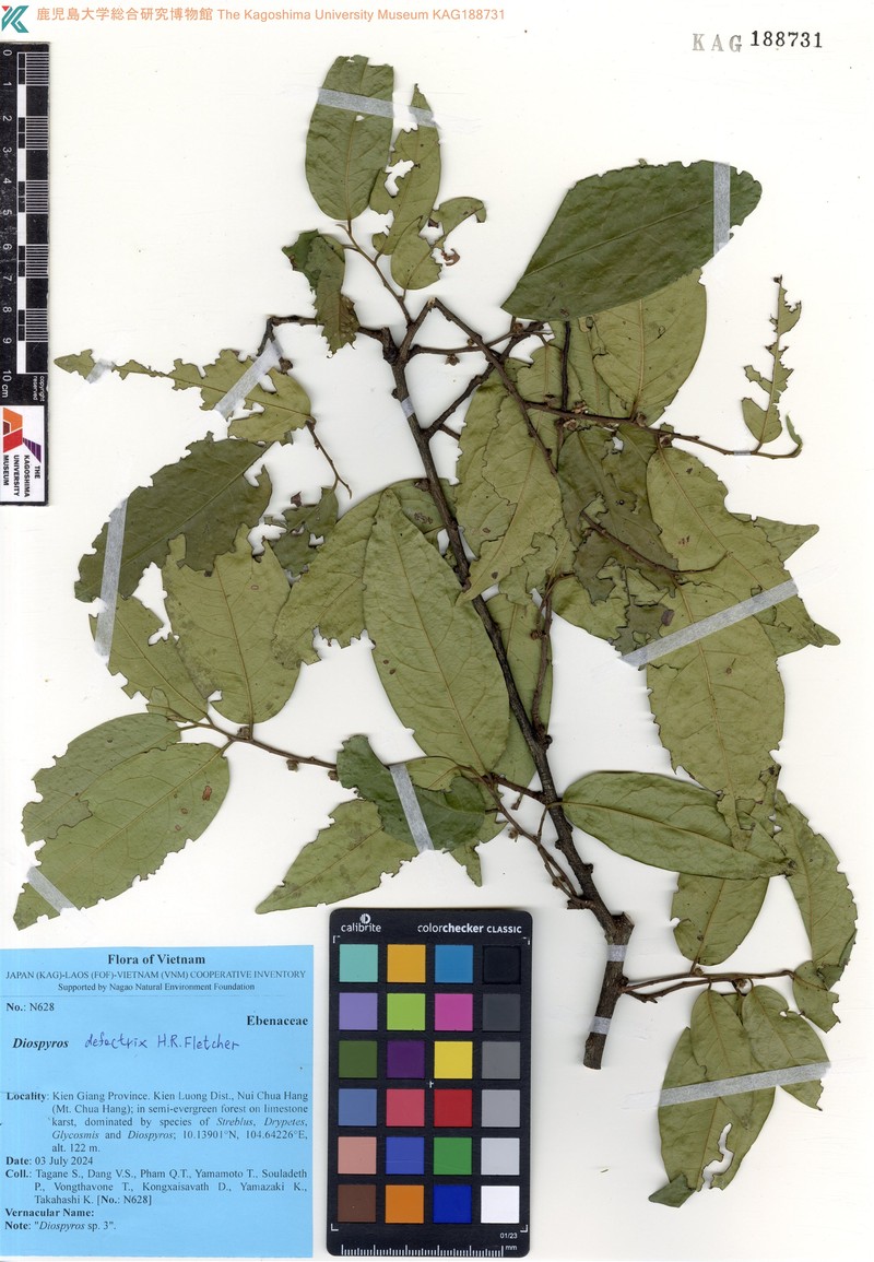 Diospyros defectrix photo 3