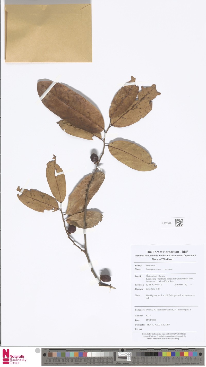 Diospyros defectrix photo 4