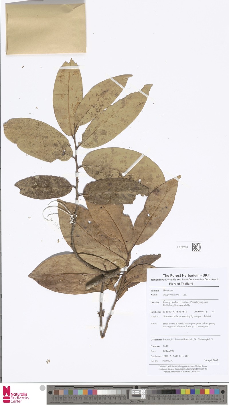 Diospyros defectrix photo 5